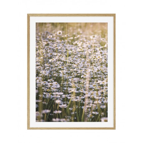 Постер "Field chamomile"