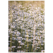 Постер "Field chamomile"