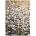 Постер "Field chamomile"