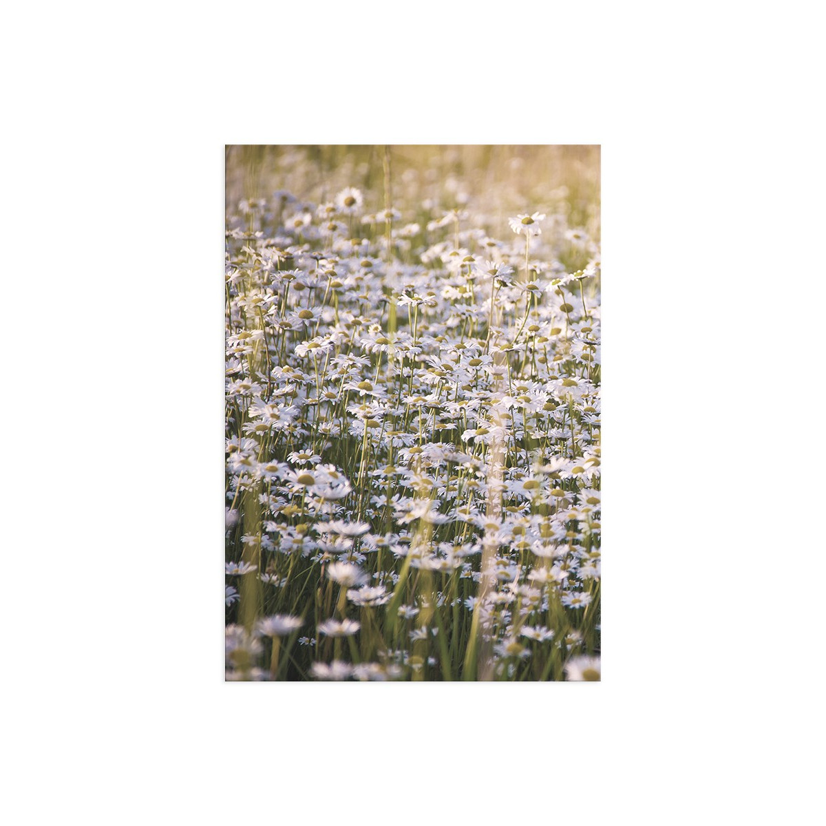 Постер "Field chamomile"