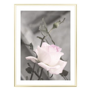 Постер "Rose"