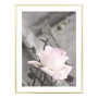 Постер "Rose"