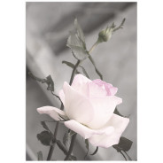 Постер "Rose"