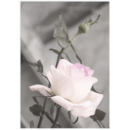 Постер "Rose"