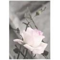 Постер "Rose"
