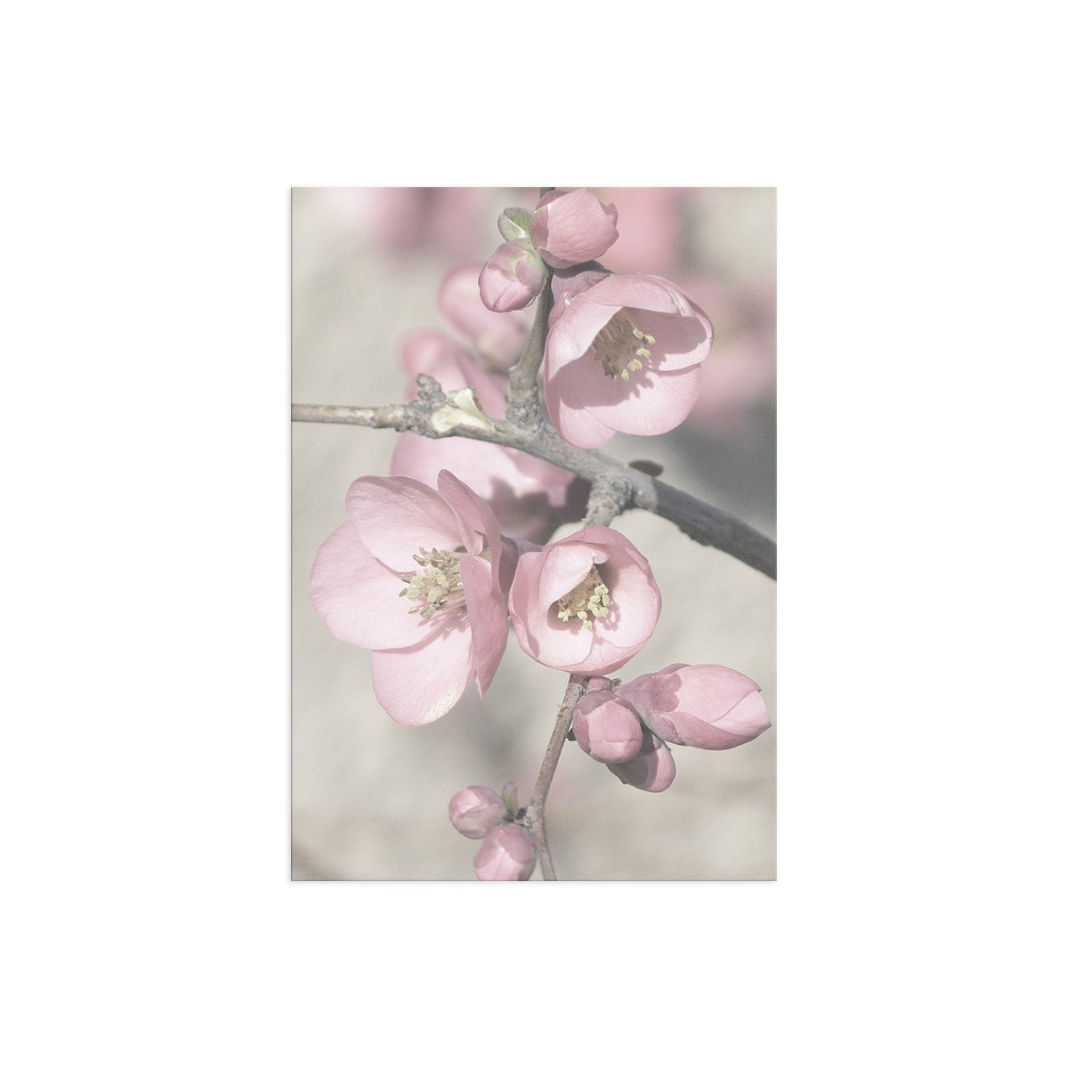 Постер "Cherry blossom"
