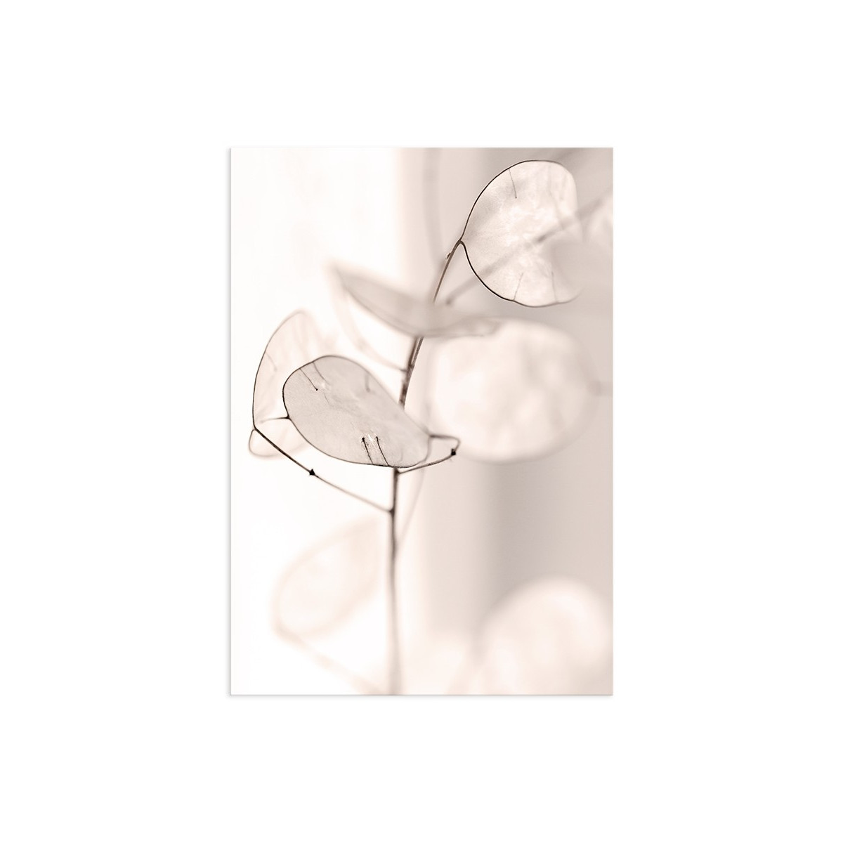 Постер "Flower"