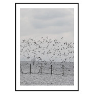 Постер "Seagulls"