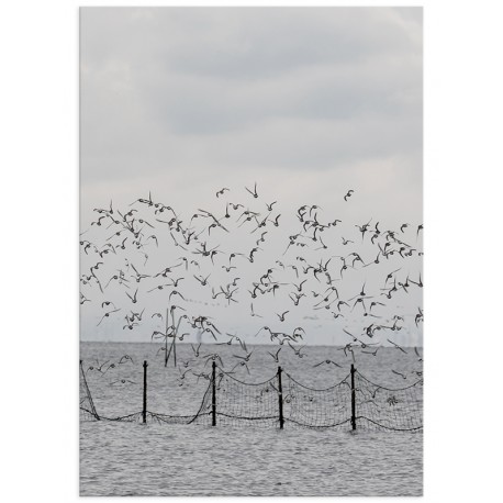 Постер "Seagulls"