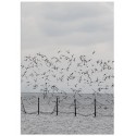 Постер "Seagulls"
