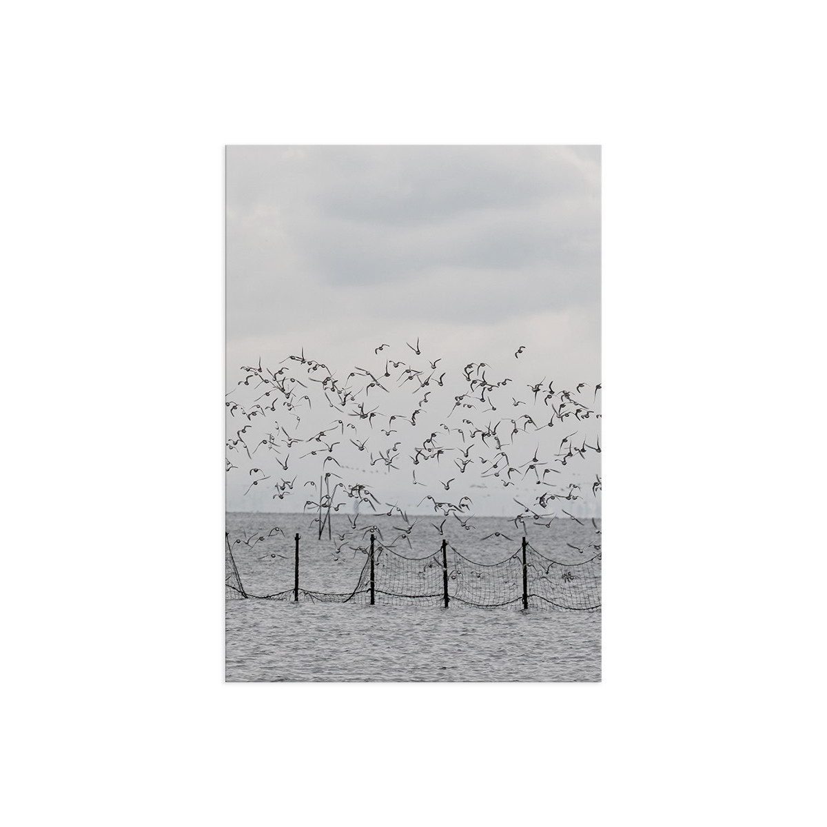 Постер "Seagulls"