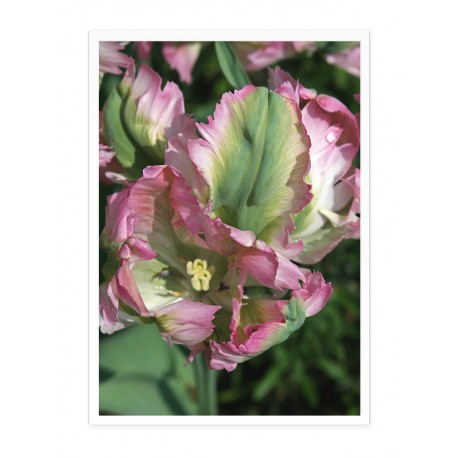 Постер "Tulip"