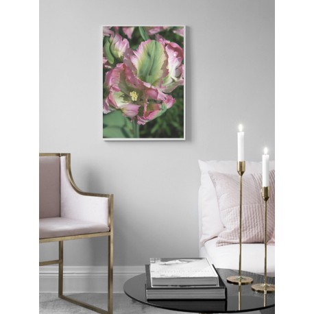 Постер "Tulip"