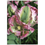 Постер "Tulip"