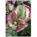 Постер "Tulip"