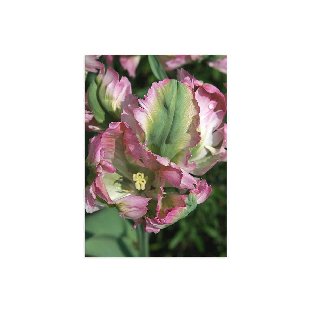 Постер "Tulip"