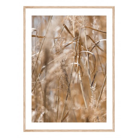 Постер "Grass"