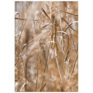 Постер "Grass"