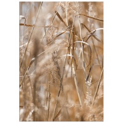 Постер "Grass"