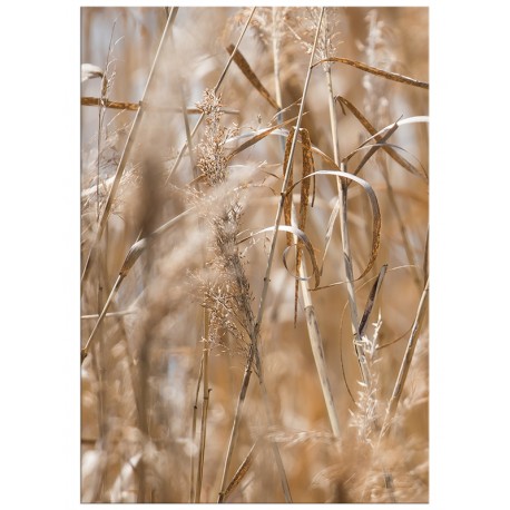 Постер "Grass"