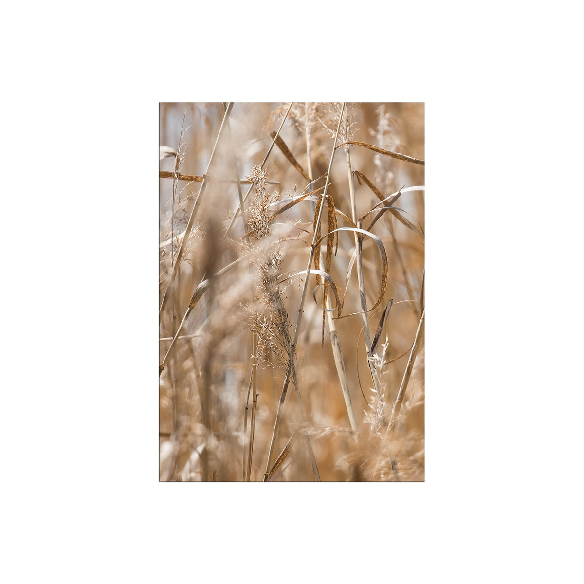 Постер "Grass"