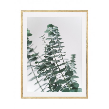 Постер "Eucalyptus"