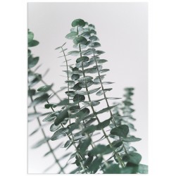 Постер "Eucalyptus"