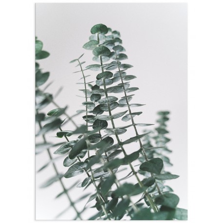 Постер "Eucalyptus"