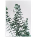 Постер "Eucalyptus"
