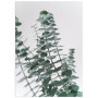 Постер "Eucalyptus"