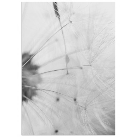 Постер "Dandelion"