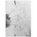 Постер "Dandelion"