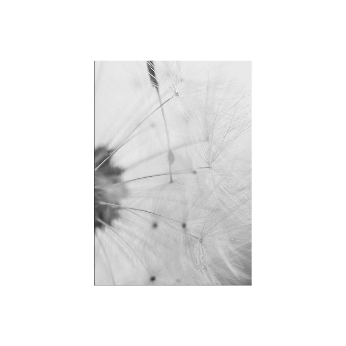 Постер "Dandelion"