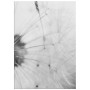 Постер "Dandelion"