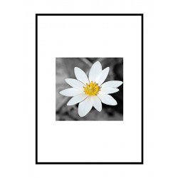 Постер "Flower"