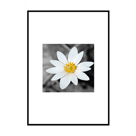 Постер "Flower"