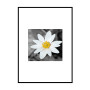 Постер "Flower"