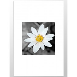 Постер "Flower"