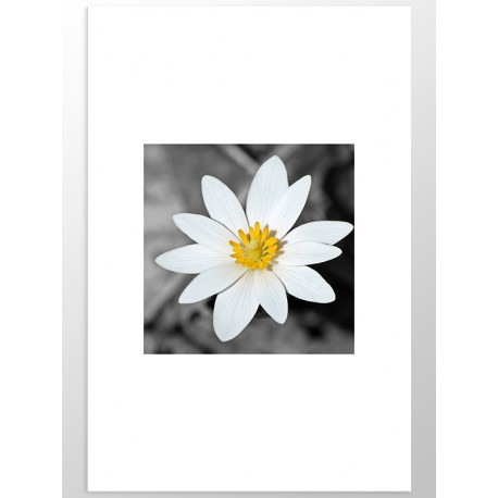 Постер "Flower"