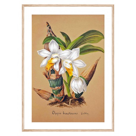 Постер "Collection Orchids"