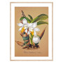 Постер "Collection Orchids"