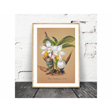 Постер "Collection Orchids"