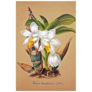 Постер "Collection Orchids"