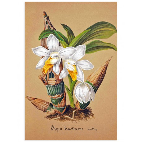 Постер "Collection Orchids"