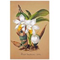 Постер "Collection Orchids"