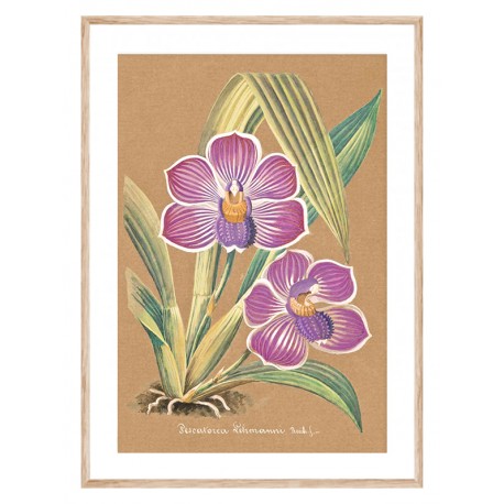 Постер "Collection Orchids"