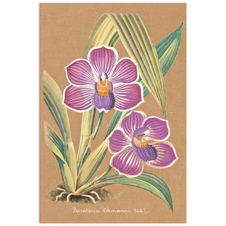 Постер "Collection Orchids"