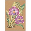 Постер "Collection Orchids"