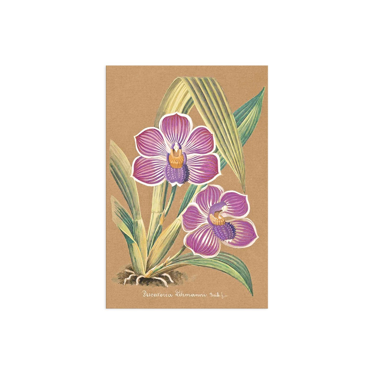 Постер "Collection Orchids"