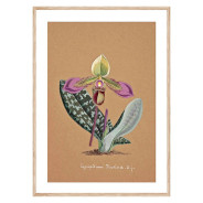 Постер "Collection Orchids"